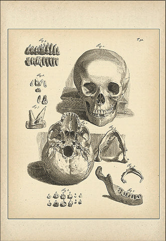 Skulls, Teeth & Jaw Bone